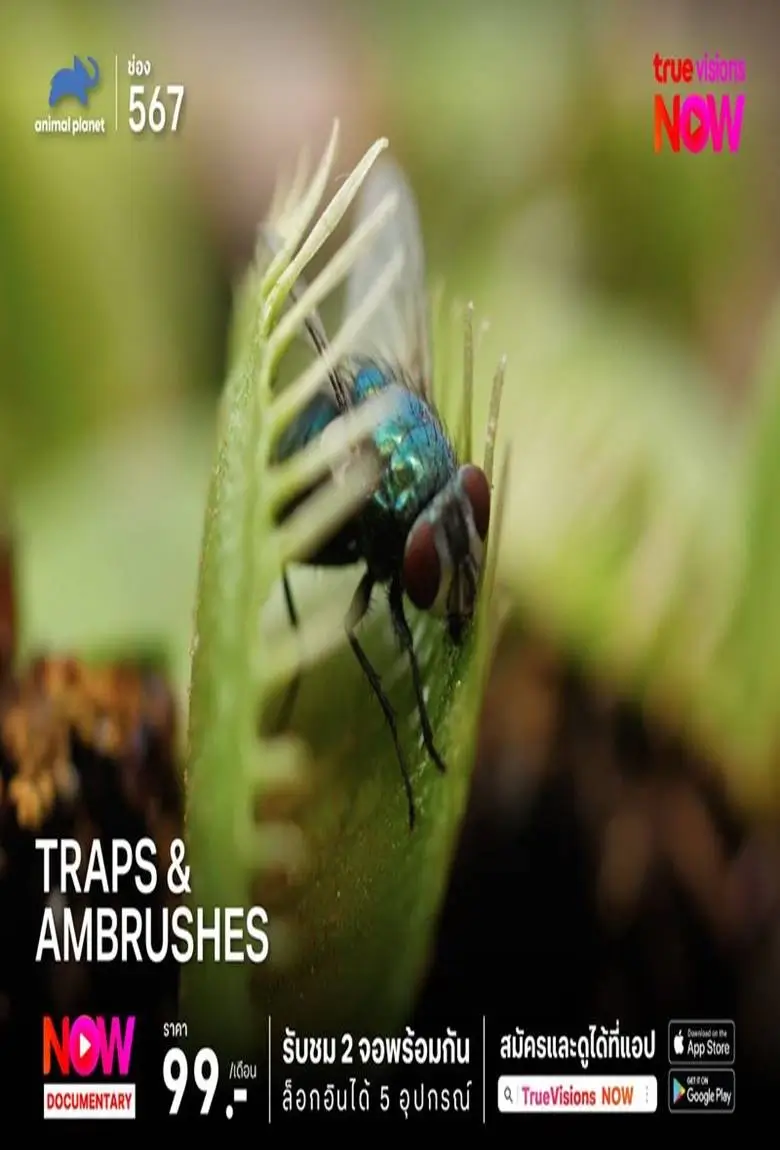 Traps & Ambushes : กลเม็ดกับดัก & ซุ่มล่า