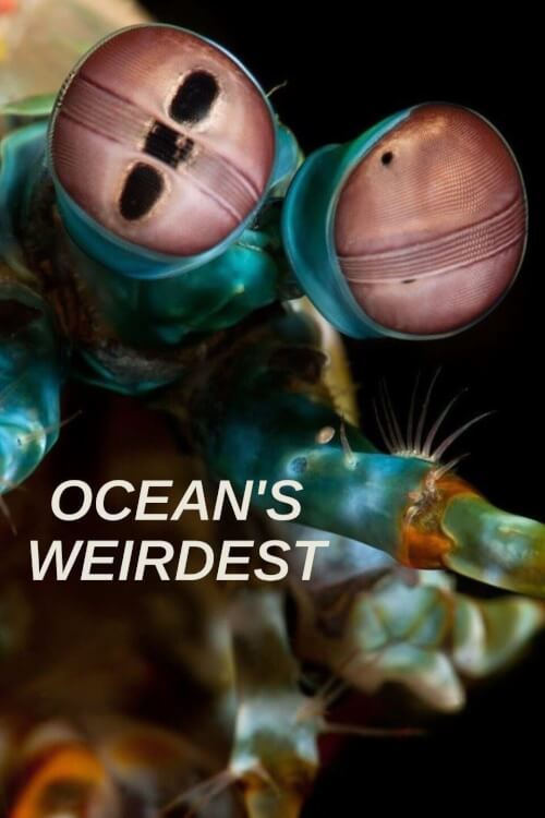 Ocean's Weirdest