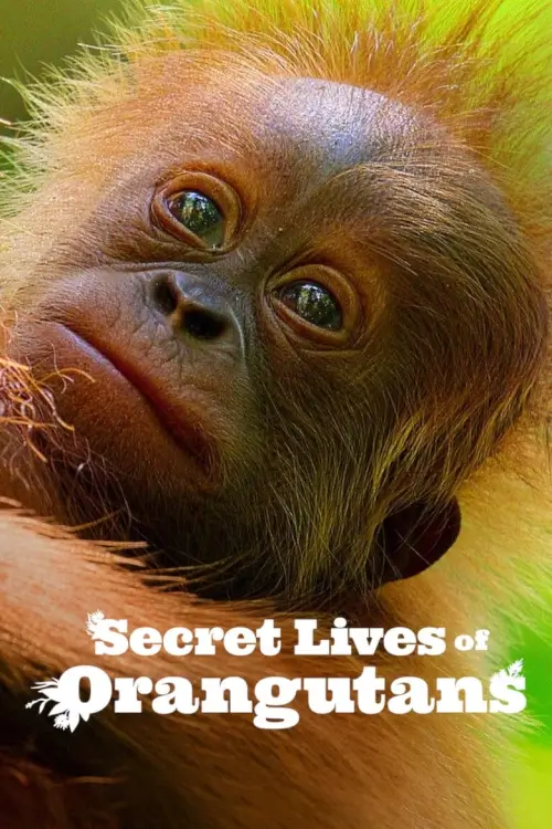 Secret Lives of Orangutans | ชีวิตลับอุรังอุตัง
