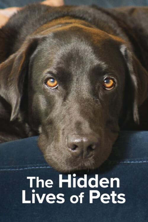 The Hidden Lives of Pets : ชีวิตลับสัตว์เลี้ยง