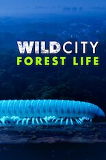 Wild City - Forest Life